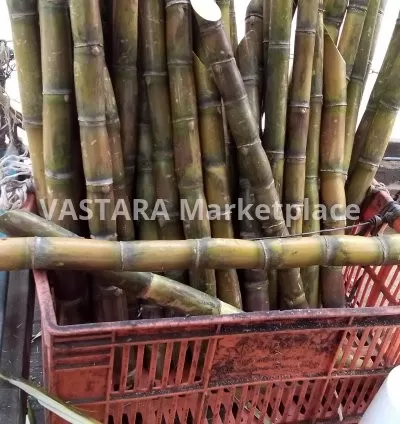 Sugar cane