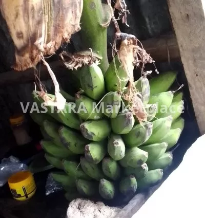 3 pcs of fresh banana