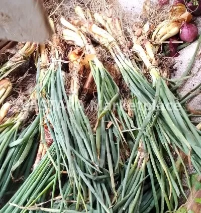 Green onions