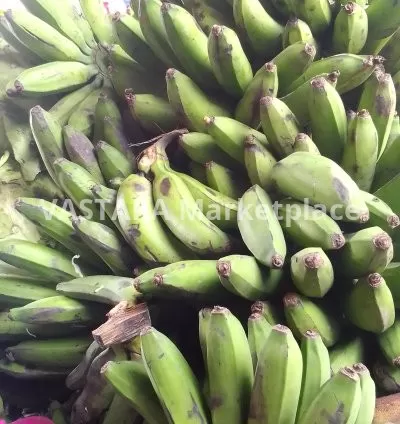 A bunch of Unripped bananas