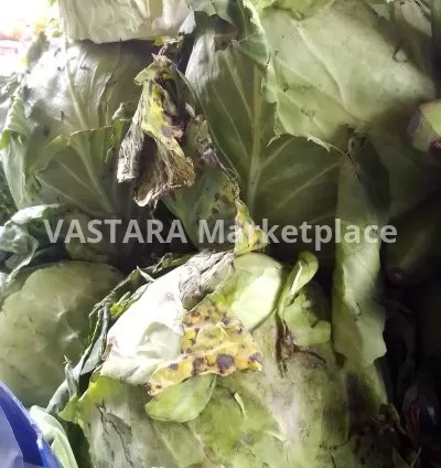 A big full fresh cabbage