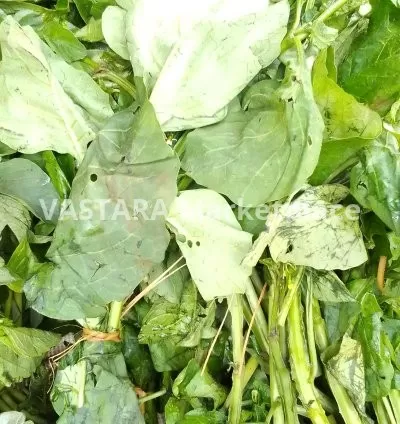 Vegetable / managu/osuga