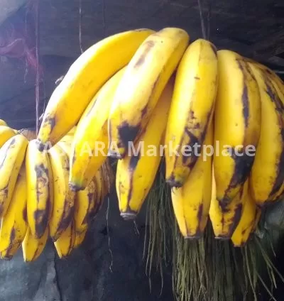 A bunch of ripped banana