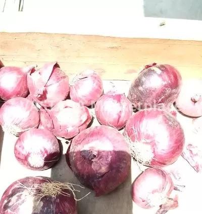 Round onions