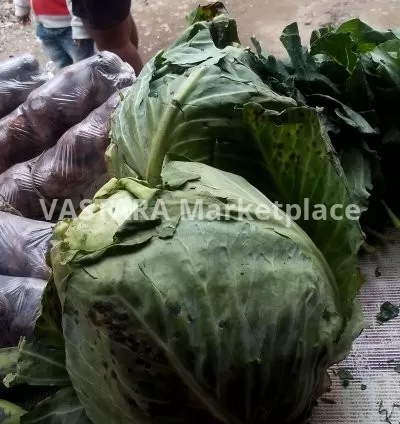 Fresh cabbage