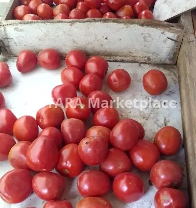Fresh tomatoes