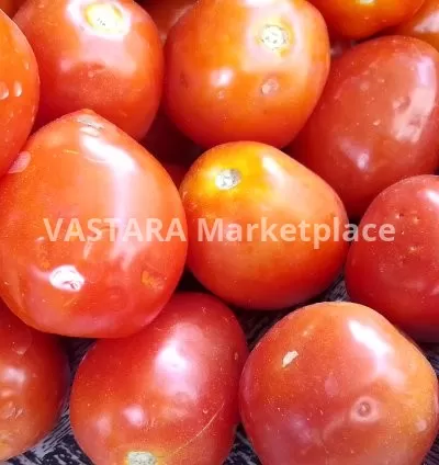 Fresh tomatoes