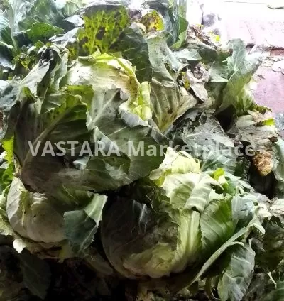 Cabbage