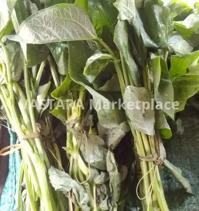Fresh cowpeas leaves