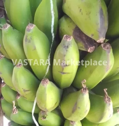 A bunch of Unripped bananas