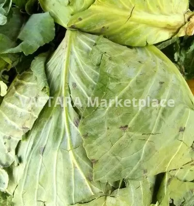 Cabbage