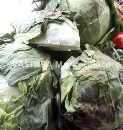 Fresh cabbage