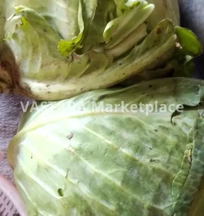 Big cabbage