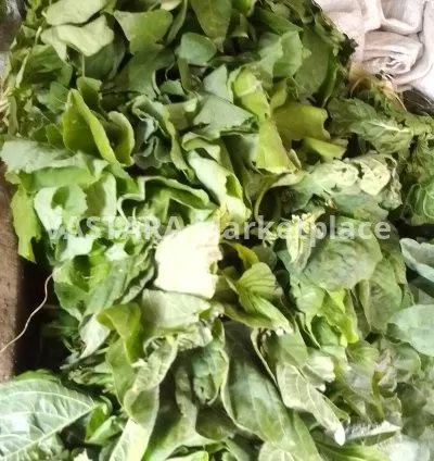 Kales/ sukumawiki , spinach, cowpeas leaves/kunde, coriander
