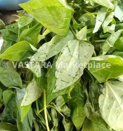 Fresh cowpeas leaves/ kunde