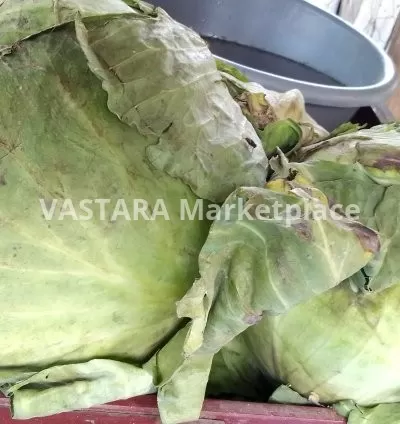 Big cabbage