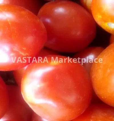 Fresh tomatoes