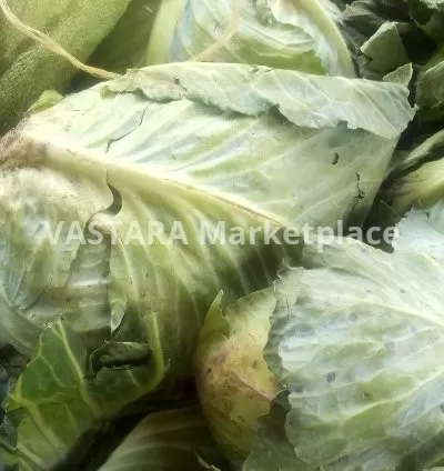 Cabbage