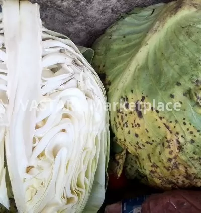 Fresh cabbage