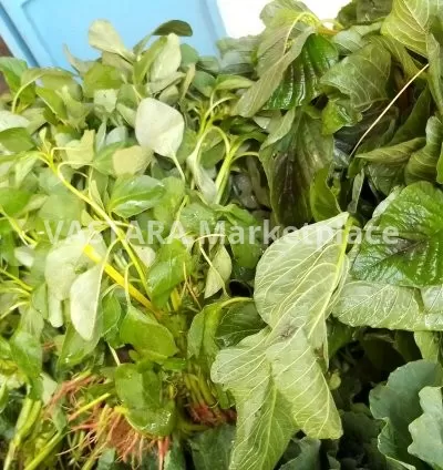 Amaranth/Mchicha/Terere