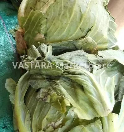 Big cabbage