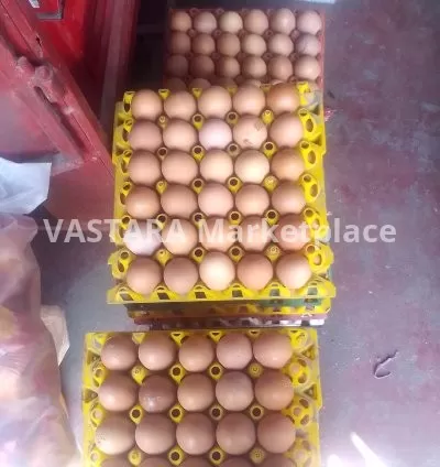 Eggs wholesale price